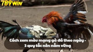 Cách xem màu mạng gà đá theo ngày - 3 quy tắc nên nắm vững